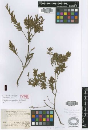 Luma baeckeoides Griseb. [holotype]