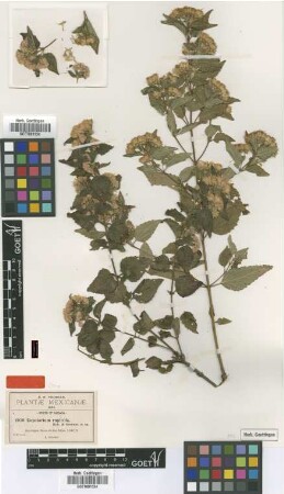 Eupatorium rupicola B.L.Rob. & Greenm. [type]