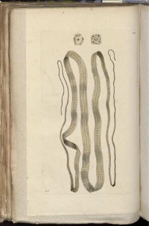 [Abb. 241]