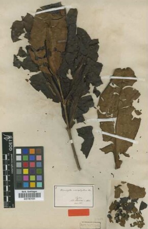 Memecylon macrophyllum Thwaites [type]