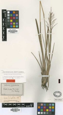 Paspalum anceps Mez [type]