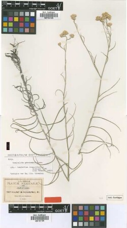 Gnaphalium leptophyllum DC.