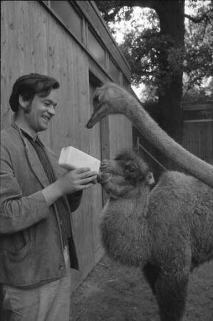 Nachwuchs bei den Kamelen im Karlsruher Zoo