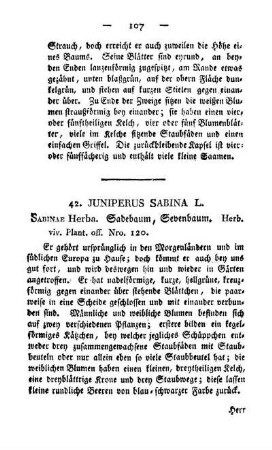42. Juniperus sabina L.