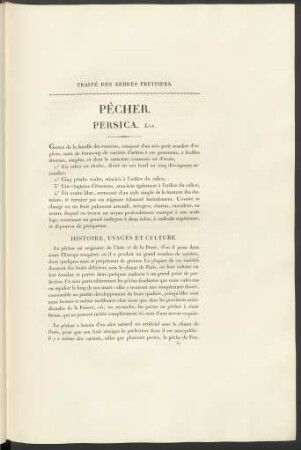 Pêcher. Persica.