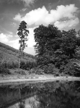 Weiher beim Siebenröhrenbrunnen, Edenkobener Tal
