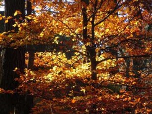 Herbsttag im Selketal : Das Tal des kleinen Flusses Selke im Unterharz ist ein beliebtes Wandergebiet. Aufgenommen an einem sonnigen Herbsttag, am 21. Oktober 2012, bei Alexisbad