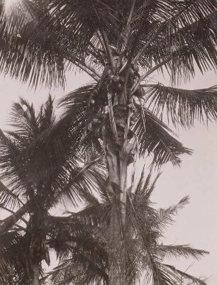 Kokospalme mit Fruchtstand : Tanganyika Territory (heute: Tansania). Kokospalme mit Fruchtstand, 1936