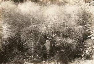Oberlausitz. Burkau-Pannewitz. Bestand von Equisetum maximum