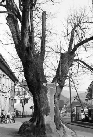Altsimonswald: 700 jährige Linde