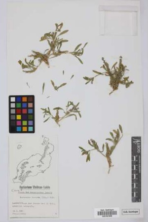 Notoceras bicorne (Aiton) Amo