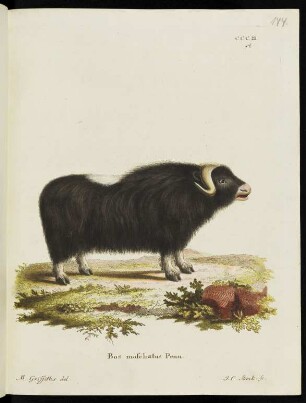 CCCII A Bos moschatus Penn.