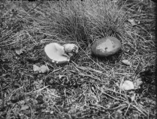 Gemeiner Birkenpilz : Gemeiner Birkenpilz (Leccinum scabrum Gray).