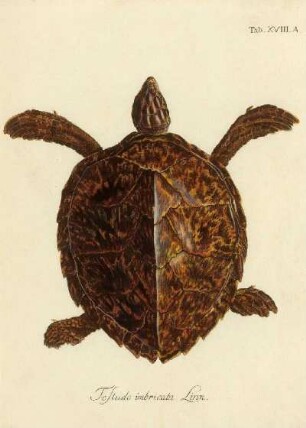 Tab XVIII. A. Testudo imbricata Linn