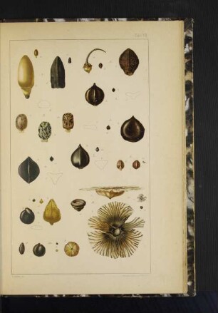 Tafel VII. Abb. 1.-11.
