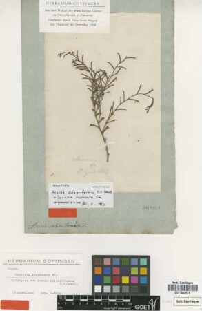 Acacia dolabriformis H.H.Wendl. [holotype]