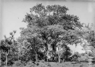 Lagerplatz : Der Lagerplatz unter einem Baobab
