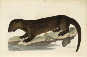 The Otter