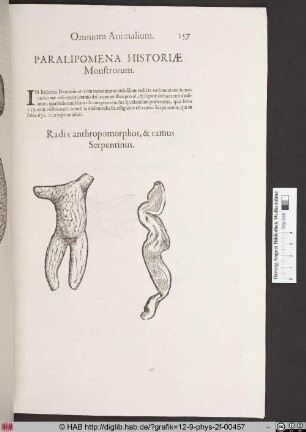 Radix anthropomorphos, & ramus Serpentinus.