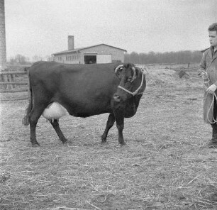 Institut für Tierzuchtforschung Dummerstorf. Kreuzungsprodukt aus der Kreuzung von Jersey und Schwarzbunt. Milchkuh