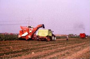 Fotografie: Erntetechnik, Zuckerrübe, Zuckerrübenköpfrodelader, Parallelverfahren, Muldenkipper