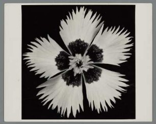 Feder-Nelke, Blüte (Dianthus plumarius)