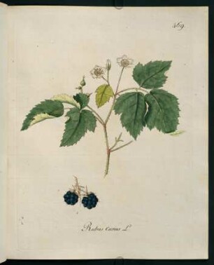 Rubus caesius L.