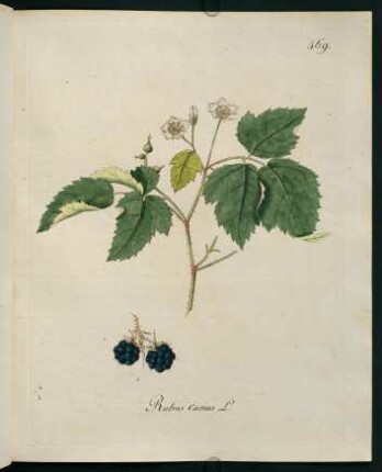 Rubus caesius L.