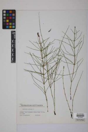 Equisetum palustre L.