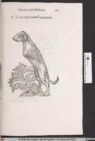Canis bipes cum Cynomazo.