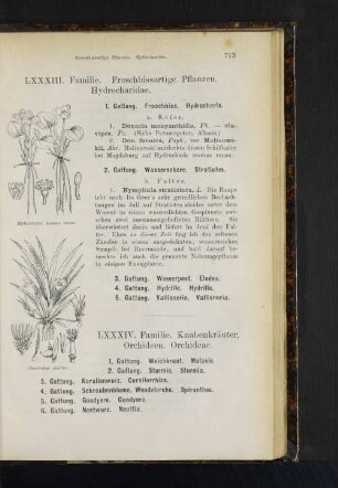 1. Gattung. Weichkraut. Malaxis. 2. Gattung. Sturmie. Sturmia. 3. Gattung. Korallenwurz. Corallorrhiza. 4. Gattung. Schraubenblume, Wendelorche. Spiranthes. 5. Gattung. Goodyere. Goodyera. 6. Gattung. Nestwurz. Neottia.