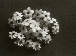 Blütenstand des Vergissmeinnicht (Myosotis)