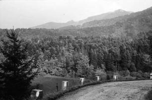 Münsterhalden: Straße zum Haldenhof mit Belchen