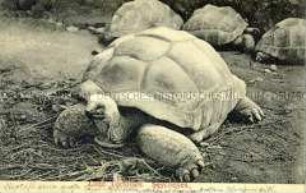 Schildkröten auf den Seychellen