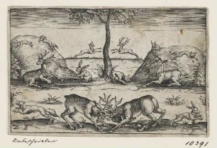 Kämpfenden Hirsche