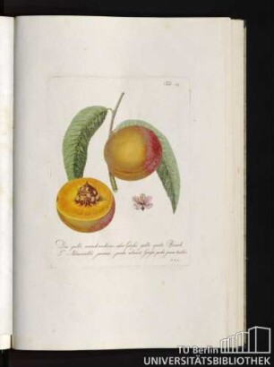 Tab. 19. Die gelbe wunderschöne, oder Grosse gelbe späte Pfirsich. L'Admirable jaune, peche abricot, Grosse peche jaune tardive.