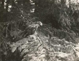 Wespenbussard (Pernis apivorus L.), flügger Jungvogel