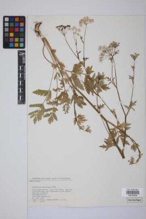 Pimpinella saxifraga L.