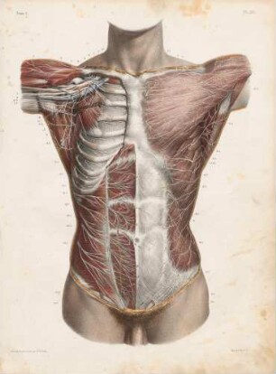 Nervi cutanei und muskuläre Nerven im Thorax