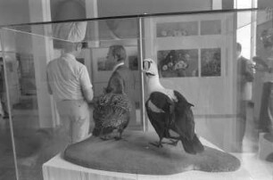 Museum am Friedrichsplatz (Naturkundemuseum). Sonderausstellung "Leben in der Arktis"