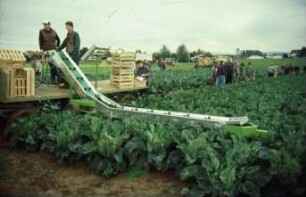 Fotografie: Gartenbautechnik-Freiland, Erntetechnik, Kopfkohl