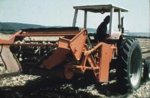 Fotografie: Gartenbautechnik-Freiland, Möhren, Radies, Sellerie, Zwiebel