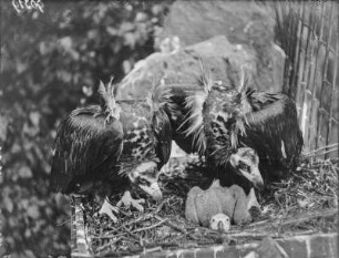 Mönchsgeier : Dresden. Zoologischer Garten. Mönchsgeier-Paar (Aegypius monachus Linnaeus), auch Kuttengeier genannt, mit Jungen.