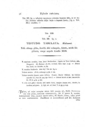 Tab. XIII. et Tab. XII. fig. 2. Testudo Tabulata.
