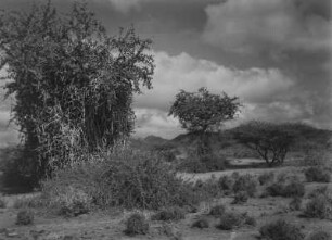 Spärliche Vegetation : Spärliche Baum- und Buschvegetation bei Erkowit
