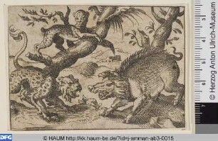 Wildschwein und Leoparden