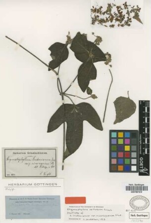 Stigmaphyllon lindenianum A.Juss. var. nicaraguense Nied.