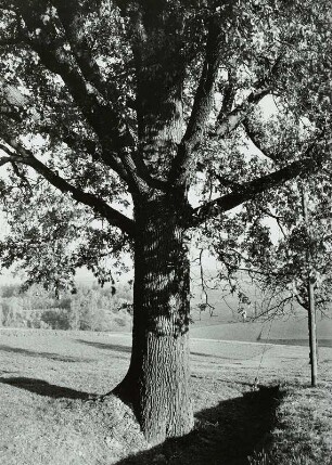 Naturschutz. Baumschutz. Eiche an einem Feldweg