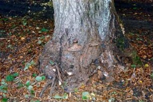 Jersbeker Park: Detailaufnahme: Brandkrustenpilz an Baumfuß: 19. Oktober 2001