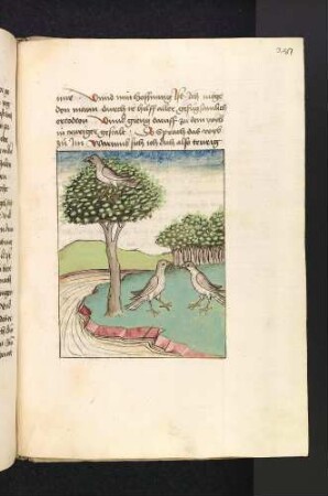 Unterhaltung des Vogelpaares; (Kapitel XVI: Von den Vögeln)